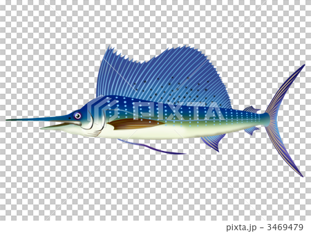 バショウカジキ バショウカジキ 3469479