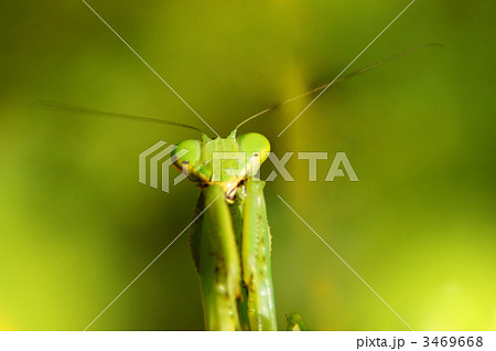カマキリ カマキリ 3469668