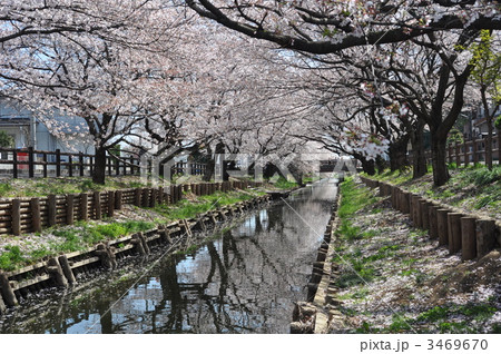 新河岸川の桜 新河岸川の桜 3469670