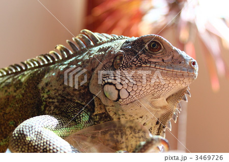 インディ君02112011 3469726