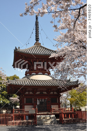 喜多院の桜 3469810