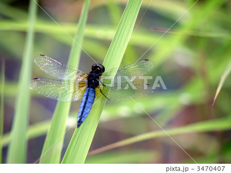 ハラビロトンボ（雄） 3470407