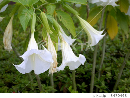 エンゼルストランペット エンゼルストランペット 3470448