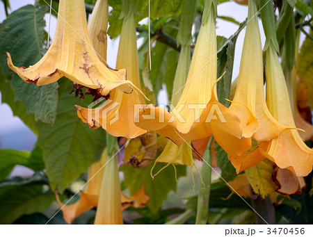 エンゼルストランペット エンゼルストランペット 3470456