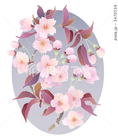 桜 3470539