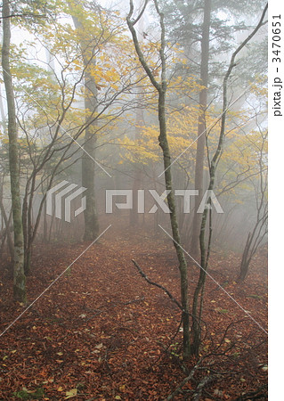 霧に包まれたファガスの森 3470651
