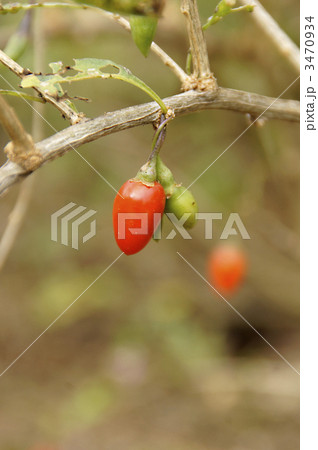 クコの実 3470934