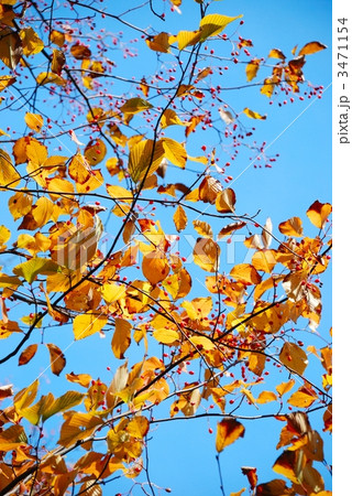 アズキナシの黄色い紅葉と赤い実 アズキナシの黄色い紅葉と赤い実 3471154