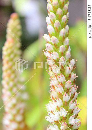 ツメレンゲの花 ツメレンゲの花 3471387