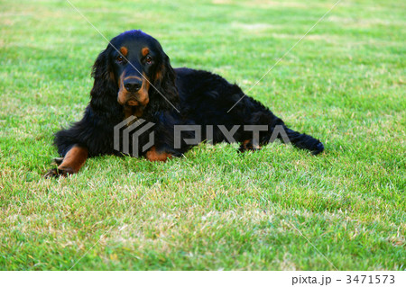 ゴードンセッター ゴードンセッター 3471573