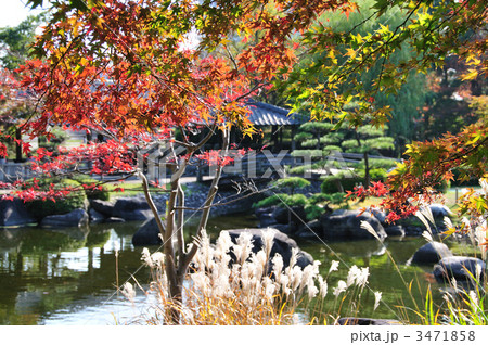 紅葉とススキ 3471858