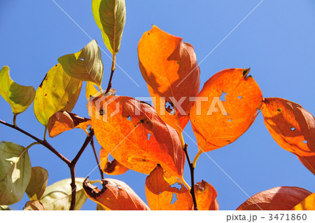 柿の葉の紅葉 3471860