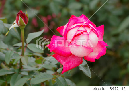 白に紅の覆輪の薔薇の花・聖火 3472112