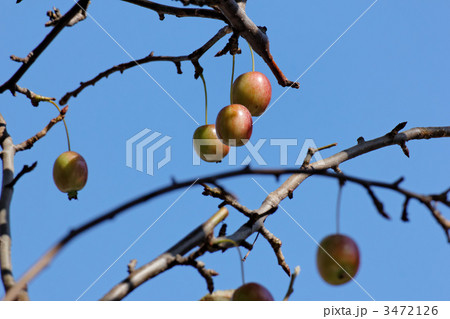 街路樹の姫林檎の実と青空の写真素材