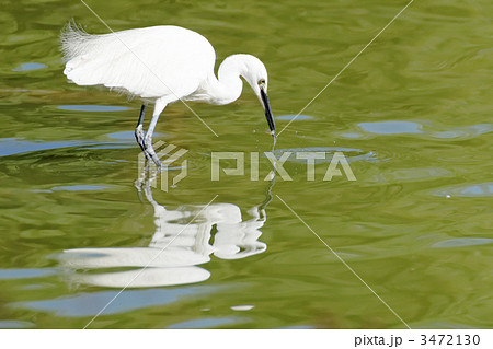 不忍池で小魚を食べる白鷺 3472130