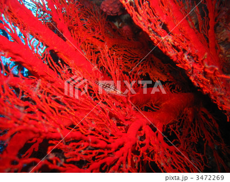 クダゴンベ 3472269