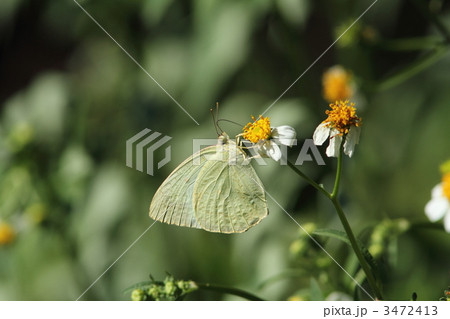 センダングサで吸蜜するウラナミシロチョウ 3472413