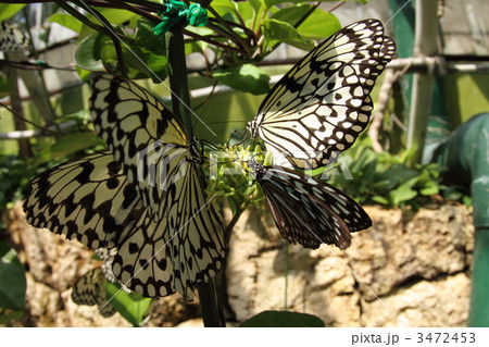 ホウライカガミで吸蜜するリュウキュウアサギマダラとオオゴマダラ 3472453