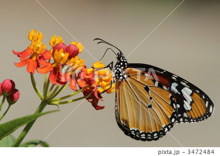 トウワタで吸蜜するカバマダラ 3472484