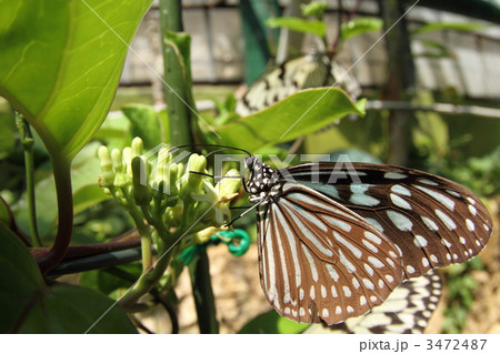 ホウライカガミで吸蜜するリュウキュウアサギマダラ 3472487