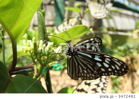 ホウライカガミで吸蜜するリュウキュウアサギマダラ 3472491