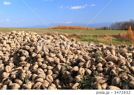 美瑛のビート畑 3472632