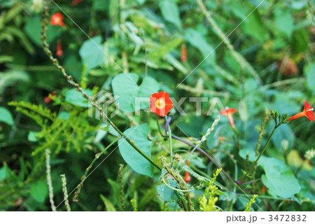 マルバルコウソウの可愛い花 3472832