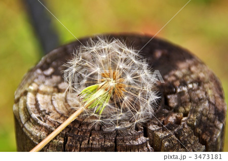 木の切り株にタンポポ 3473181