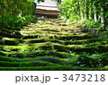 苔の生す石段 3473218