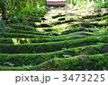 苔の生す石段 3473225