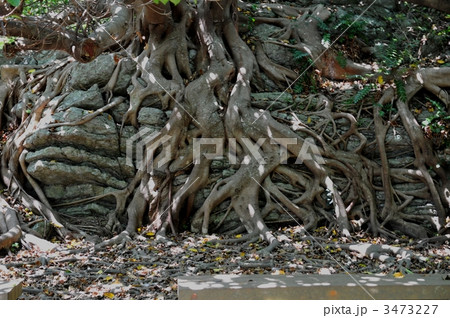 室戸岬 あこう 室戸岬 あこう 3473227