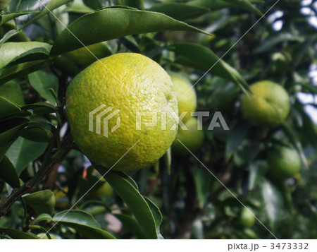 じゃばら じゃばら 3473332