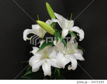 オリエンタルリリー 3473395