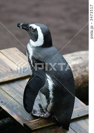 ケープペンギン 3473517