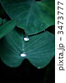 朝露 3473777