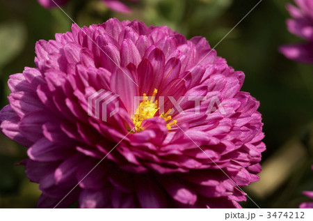 菊 菊 3474212