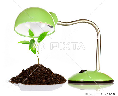 Young sprout and table lamp Young sprout and table lamp 3474846