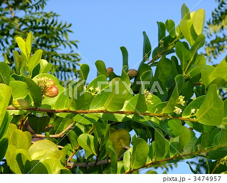 メキシコ南部のすもも メキシコ南部のすもも 3474957