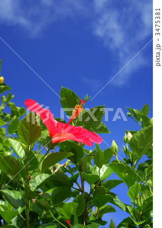 夏の日 3475381