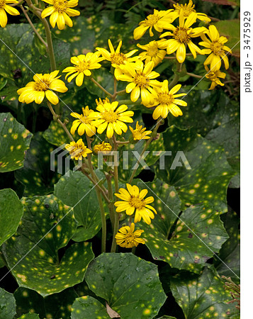 ツワブキ 3475929