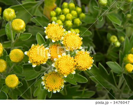 検見川浜の海縁を黄色に染めるイソギクの花 3476047