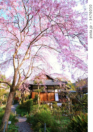 恵心院しだれ桜 3476050