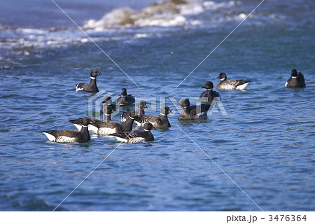 コクガン群れ コクガン群れ 3476364