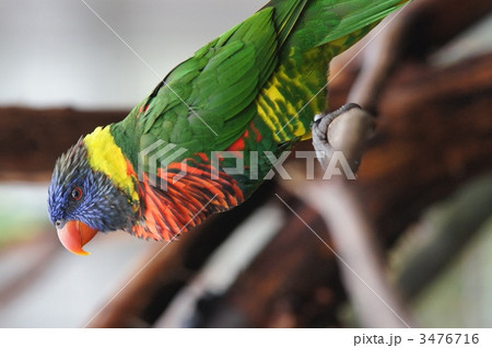 ゴシキセイガイインコ 3476716