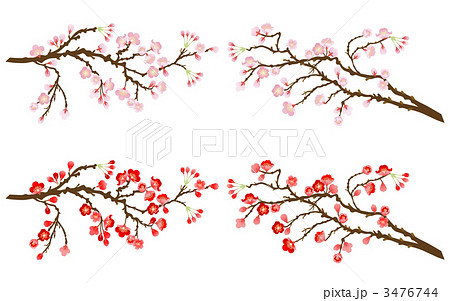 桜の枝と梅の枝のイラスト素材