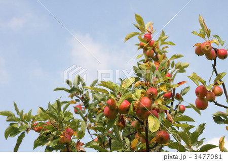 ヒメリンゴ 3477081