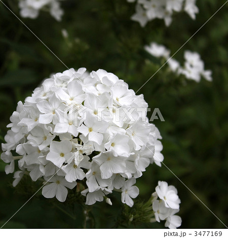 クサキョウチクトウ 3477169