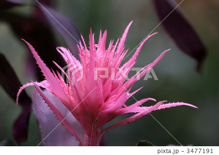 シマサンゴアナナス 3477191