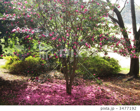 散る百日紅 散る百日紅 3477192