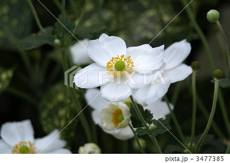 シュウメイギク 3477385